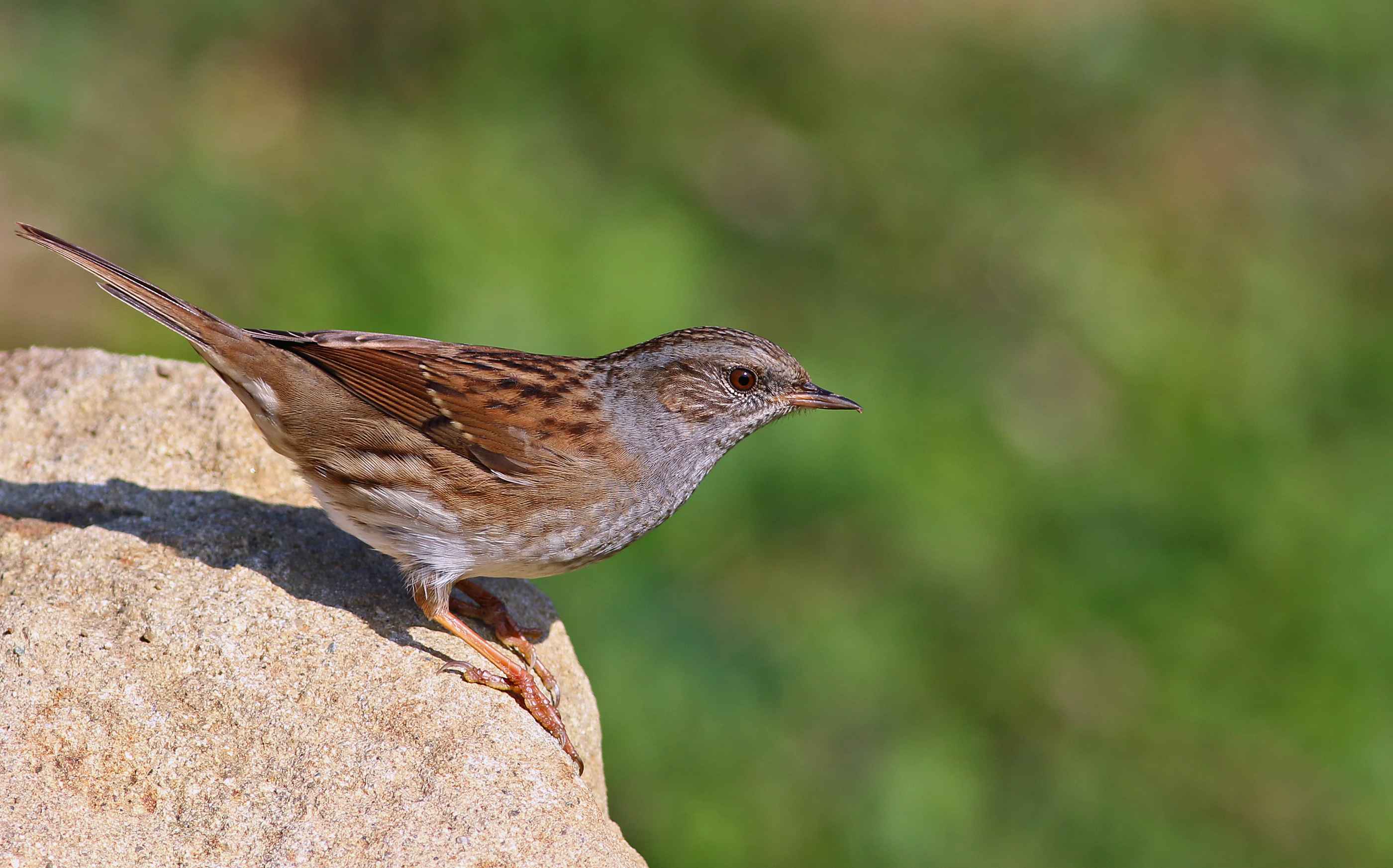 Dunnock
